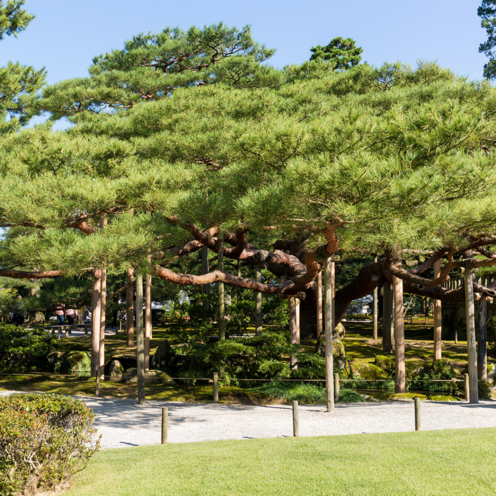 Didier Danet_Jardin de Kenroku-en au Japon