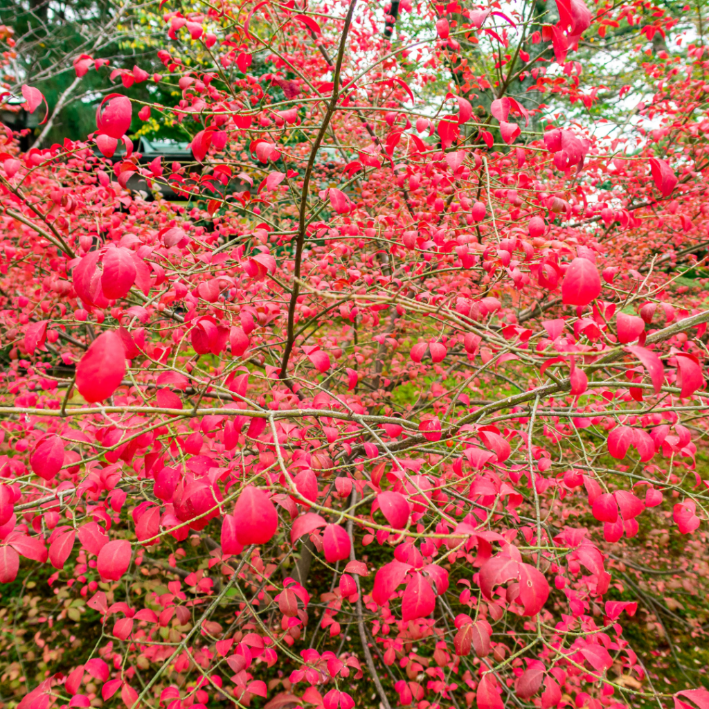 Didier Danet_Jardin de Kenroku-en au Japon