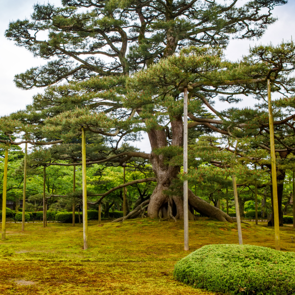 Didier Danet_Jardin de Kenroku-en au Japon